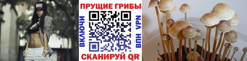 Псилоцибиновые грибы Psilocybe  darknet какой сайт  Дзержинский 